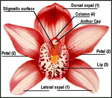 Строение орхидеи схема